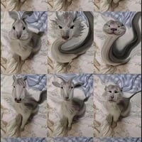 AI改造猫咪（龙版）