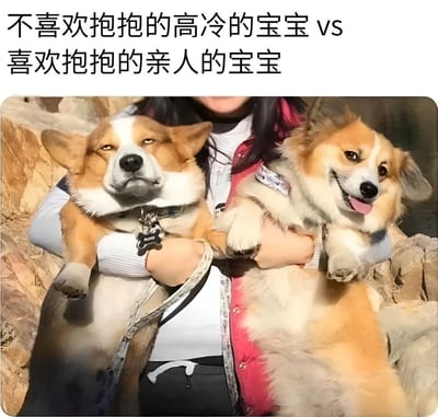 图片展示了两只柯基犬被同一个人抱着的对比场景。左边的柯基表情冷漠，耳朵竖起，眼神中透露出不情愿，展现出"不喜欢抱抱的高冷的宝宝"的特点；右边的柯基则笑容满面，舌头吐出，显得非常开心和享受，体现了"喜欢抱抱的亲人的宝宝"的特质。背景是户外的岩石环境，人物穿着红色外套和白色内搭。