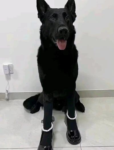 这是一张静态实拍的竖屏图片，主体是一只纯黑色的德国牧羊犬，它正端坐在室内的浅色瓷砖地面上，嘴巴张开吐着粉色舌头，神态看起来温顺又乖巧。它的两条前腿被主人穿上了黑色长筒丝袜，还套上了带有白色珍珠装饰链的黑色亮面玛丽珍女鞋，这种将威严的工作犬与精致女性装扮结合的搭配，制造出强烈的反差感，让画面充满滑稽搞笑的趣味。背景是简洁的白色墙面，左侧墙面上有一个正在充电的白色小型设备，整体场景简单日常，更凸显出狗狗装扮的违和与搞笑。