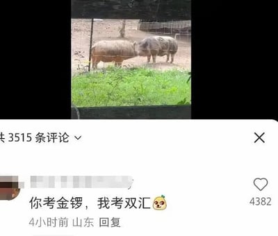 这张图是社交媒体内容的截图，上半部分为实拍场景：猪圈围栏内有两头家猪面对面站立，似乎正在对视，围栏外是绿色草地。下半部分是该内容的评论区，显示共有3515条评论，其中一条来自山东IP的高赞评论内容为「你考金锣，我考双汇」并搭配搞怪表情，该评论利用「考」和「烤」的谐音，调侃两头猪最终会被加工为金锣、双汇两大肉制品品牌的产品，趣味十足，该评论获得了4382个点赞。