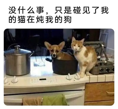这是一张充满趣味的宠物搞笑图片，画面展示了厨房的炉灶台面：一只柯基小狗待在黑色的煮锅之中，表情看起来有些无辜；旁边的黄白相间猫咪淡定地站在炉灶的旋钮旁，仿佛在“操作”炉灶。画面上方配文“没什么事，只是碰见了我的猫在炖我的狗”，用拟人化的搞笑手法，将宠物们的调皮日常包装成“猫炖狗”的趣味场景，营造出诙谐幽默的氛围，展现了宠物相处时的有趣瞬间。