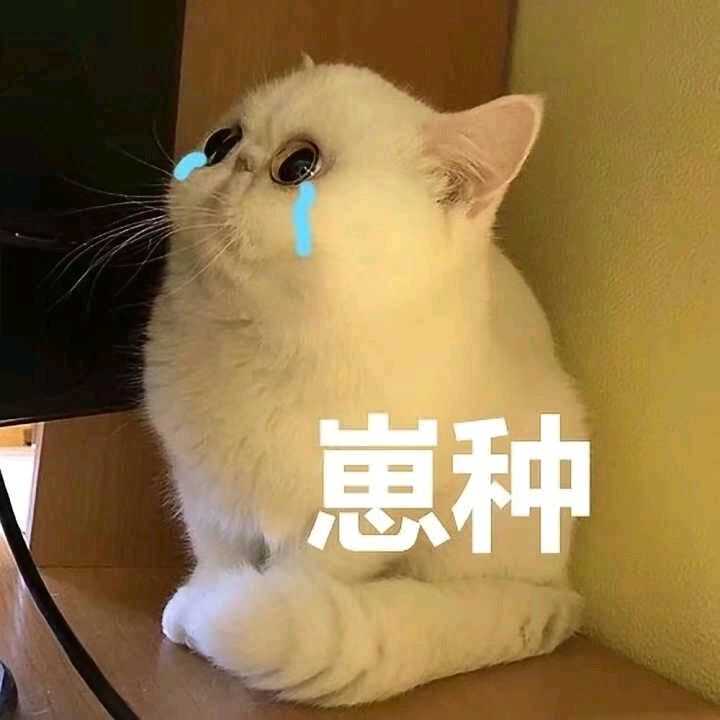流泪白猫配崽种文字表情包
