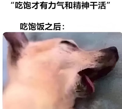 这张梗图通过文字与图片的幽默对比，展现了人们常见的生活体验。上方文字写着“吃饱才有力气和精神干活”，表达了积极工作的意愿；而下方则是一张狗狗吃饱后完全躺平、张嘴休息的照片，配文“吃饱饭之后：”，形成了有趣的反差效果，幽默地表现了人们吃饱后往往只想休息而不是工作的真实状态。