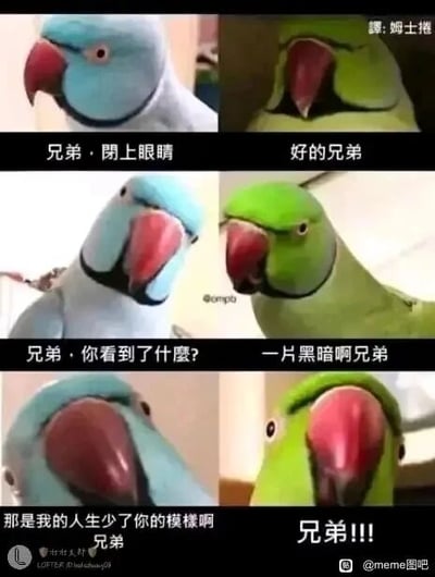 这是一张由六张鹦鹉实拍图拼接而成的连环梗图，通过拟人化的对话制造搞笑效果。蓝鹦鹉以“让兄弟闭上眼睛”为开端，引导绿鹦鹉回答看到一片黑暗，随即说出“那是我的人生少了你的模样啊兄弟”的土味表白，最后绿鹦鹉露出惊讶的表情喊出“兄弟!!!”。整组图用鹦鹉的互动将土味情话以反差感拉满的方式呈现，既带有土味的尴尬感，又因鹦鹉的拟人化表现显得十分搞笑，适合用来调侃好友或者表达深厚的友情。