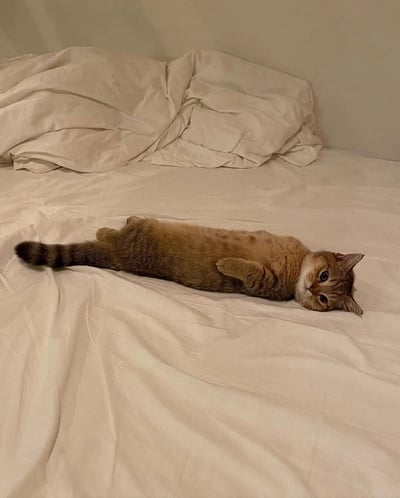图片中一只橘白相间的猫咪正四仰八叉地躺在铺着白色床单的床上，身体舒展，尾巴自然伸直，头部歪向一侧，睁着一双圆溜溜的大眼睛平静地看向镜头。背景是略显凌乱的白色枕头和床单，整体氛围温馨治愈，展现了猫咪放松慵懒的日常状态。