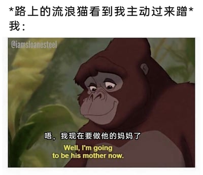 这是一张精准戳中宠物爱好者心理的搞笑梗图，顶部文字设定场景为“路上的流浪猫看到我主动过来蹭”，下方搭配迪士尼动画《人猿泰山》里猩猩卡娜的温柔截图，配文“唔，我现在要做他的妈妈了”，用温柔又坚定的语气，生动表现出被流浪猫主动亲近后，瞬间萌生要承担起照顾它、成为它“妈妈”的宠溺心情，既真实又充满趣味，引发宠物爱好者的共鸣。