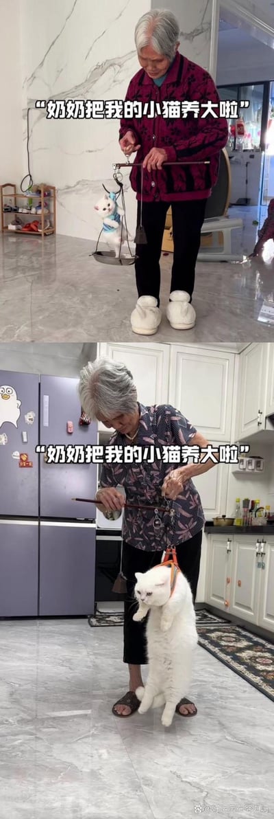 这是一组上下拼接的对比实拍图，上图中奶奶用杆秤称量一只小小的奶白猫，配文“奶奶把我的小猫养大啦”；下图里还是这位奶奶，用同样的杆秤称量一只体型膨胀了好几圈的胖白猫，配文重复“奶奶把我的小猫养大啦”。通过前后画面的强烈反差，生动展现出奶奶养猫时把猫喂得圆滚滚的温馨又搞笑的日常，没有双关或谐音梗。