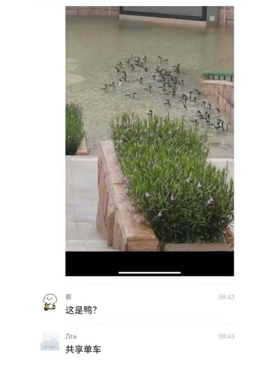 这是一张微信聊天记录截图，上方是一张利用视觉错位拍摄的日常照片：雨后积水的路面上，露出的共享单车车把与部分车身，从特定角度看过去酷似一群聚集在水中的鸭子。下方聊天框内，用户“蔡”看到照片后发出疑惑：“这是鸭？”，用户“Zita”随即揭晓真相：“共享单车”，通过错位视觉和对话的反差制造出搞笑的趣味效果。