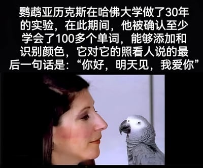 图片上半部分是关于鹦鹉亚历克斯的文字介绍，讲述了它在哈佛大学30年的实验经历，学会100多个单词并能识别颜色，以及它对照看人说的最后一句话：“你好，明天见，我爱你”。下半部分是一张照片，显示一位女性与一只非洲灰鹦鹉近距离对视，画面温馨感人。