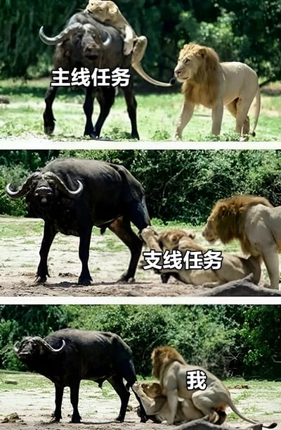 该图为三格拼接的野生动物梗图，通过狮子与水牛的互动场景幽默对比不同任务状态。第一格中，一头水牛站立，背上有一只狮子，上方文字标注“主线任务”，展现狮子专注执行主要目标的状态；第二格中，水牛站立，一只狮子正咬住其后腿，文字标注“支线任务”，呈现处理次要任务的情景；第三格中，水牛站立，一只狮子却悠闲地坐在地上，文字标注“我”，调侃自己面对任务时的懒散状态。