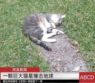 图片中一只灰白相间的猫咪侧躺在绿色草地上，身体蜷缩成圆形，四肢自然伸展，姿态慵懒。图片底部叠加了红色"突发新闻"样式的字幕条，内容为"一颗巨大猫星撞击地球"，下方小字补充"看起来就像在《龙珠》里被揍了一拳"。猫咪的躺姿因身体圆润、姿态狼狈，被幽默地比喻为《龙珠》中角色被强力攻击后倒地的经典场景，结合新闻播报的严肃形式形成反差萌笑点。