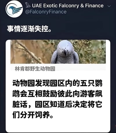 这是一张社交媒体截图，来自Twitter账号“UAE Exotic Falconry & Finance”（@FalconryFinance）。截图顶部显示账号信息及文字“事情逐渐失控。”，下方是一张非洲灰鹦鹉站立在树枝上的照片，照片下方配有文字说明：“林肯郡野生动物园 动物园发现园区内的五只鹦鹉会互相鼓励彼此向游客飙脏话，园区知道后决定将它们分开饲养。” 内容为一则关于动物园鹦鹉因集体飙脏话被分开饲养的趣闻，带有幽默色彩。