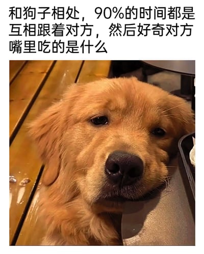 这是一张图文结合的趣味宠物内容图，上方配文“和狗子相处，90%的时间都是互相跟着对方，然后好奇对方嘴里吃的是什么”精准调侃了铲屎官与狗狗的相处日常；图中是一只浅棕色的金毛幼犬，它将头倚靠在餐盒边缘，眼神委屈巴巴，带着对食物的渴望，生动还原了狗狗总是好奇主人食物、想要蹭吃的真实状态，画面温馨又充满搞笑感，能引发养宠人群的强烈共鸣。