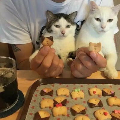 图片中，一个人（仅可见手部和部分躯干）抱着两只猫咪：一只灰白相间的猫和一只纯白色的猫。每只猫咪都用爪子“捧着”一块猫咪形状的饼干，表情平静淡定。桌子上放着一个托盘，里面整齐排列着多块同样造型的猫形饼干，部分饼干上还装饰有小巧的蝴蝶结。托盘旁有一杯深色饮料（疑似可乐或冰咖啡）。整体画面温馨治愈，展现了宠物与美食结合的可爱日常场景。