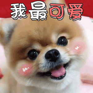 博美犬