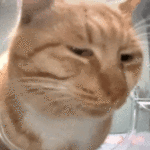 这是一张展示橘猫面部特写的动态GIF图。画面中橘猫眼神微眯，目光锐利地凝视前方，表情中透露出明显的怀疑与审视感，仿佛在对眼前事物进行细致观察或内心评判。猫咪的胡须自然舒展，毛色呈现出橘白相间的条纹，背景模糊不清晰，突出主体猫咪的面部表情变化。