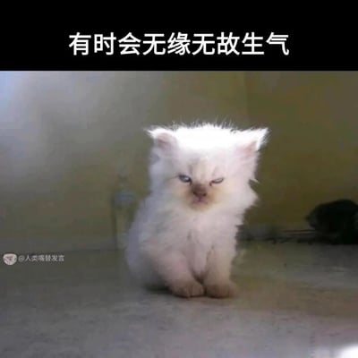 这是一张用于表达情绪的静态表情包，画面主体是一只毛发蓬松的白色小奶猫，它端正地坐在地面上，眉头紧皱、眼神不满，面部神态气鼓鼓的，看起来委屈又烦躁。图片顶部配有文字“有时会无缘无故生气”，精准契合小猫的表情，生动传递出莫名烦躁、无名怒火的情绪，能够引发人们在产生类似情绪时的共鸣。图片左下角带有水印“@人类嘴替发言”。