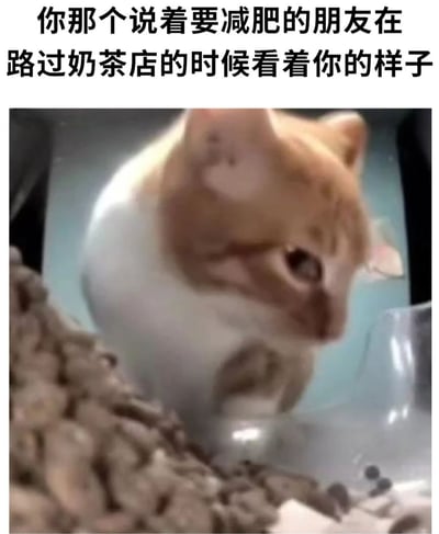 图片上方有文字“你那个说着要减肥的朋友在路过奶茶店的时候看着你的样子”，下方是一只橘白相间的猫，身体圆润，正扭头盯着前方的猫粮，表情带着明显的渴望，仿佛在克制对美食的欲望，生动形象地调侃了减肥时面对诱惑的朋友的真实状态。