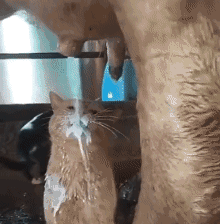 这是一段搞笑动态GIF，画面中一只浅棕色猫咪被上方的动物（疑似狗狗）喷出的大量口水糊了一脸，猫咪脸上和身上沾满透明的口水，表情呆懵又生无可恋，静止在原地，意外的滑稽场面充满了宠物日常的趣味，常被用来表达被突然“袭击”后的无奈、无语情绪。