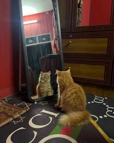 一只橘色猫咪正坐在带有类似Gucci经典双G图案的黑色地毯上，专注地凝视着身前的穿衣镜，镜中清晰映出它的倒影。背景是红色墙面和深棕色木质橱柜，柜面抽屉带有金色拉手，镜中还反射出房间顶部的灯管和绿色窗帘。整个场景温馨又有趣，展现了猫咪对自身倒影的好奇与专注。