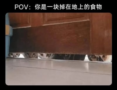 图片上方有文字'POV: 你是一块掉在地上的食物'，下方是从地面视角拍摄的画面：几只猫咪从木质柜子的缝隙中探出头，眼睛瞪得圆圆的，正专注地盯着前方（即'掉在地上的食物'的位置）。整个场景模拟了食物的第一人称视角，展现了猫咪发现食物时的好奇与专注，充满搞笑和可爱的氛围。