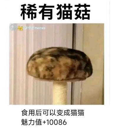 这是一张趣味宠物梗图，利用视觉错位效果，将趴在猫抓柱顶端摊开身体的猫咪和猫抓柱结合，使其看起来像一朵蘑菇，因此被命名为“稀有猫菇”。图中上方配有标题“稀有猫菇”，下方配文“食用后可以变成猫猫，魅力值+10086”，用夸张虚构的神奇效果来制造笑点，整体风格幽默可爱，精准戳中喜欢猫咪的网友的趣味点，通过调侃猫咪的可爱形态，传递出轻松搞笑的氛围。