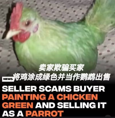 图片主体为一只被涂成绿色的鸡，头部有红色的鸡冠和肉垂，背景为带有圆点图案的布料。图片下方叠加中英文文字，中文内容为“卖家欺骗买家 将鸡涂成绿色并当作鹦鹉出售”，英文内容为“SELLER SCAMS BUYER PAINTING A CHICKEN GREEN AND SELLING IT AS A PARROT”，左侧有“NEWS”标识。整体呈现一起卖家通过给鸡涂色冒充鹦鹉进行欺诈的新闻事件场景。