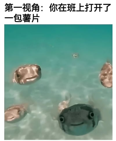图片上方配有文字“第一视角：你在班上打开了一包薯片”，下方主体画面是水下场景，有多只河豚（气泡鱼）正睁大眼睛、表情专注地向上看，仿佛被某种吸引聚集而来。整体通过将课堂上同学闻到薯片香味围过来的情景，幽默类比为河豚被食物吸引聚集的画面，营造出搞笑调侃的效果。