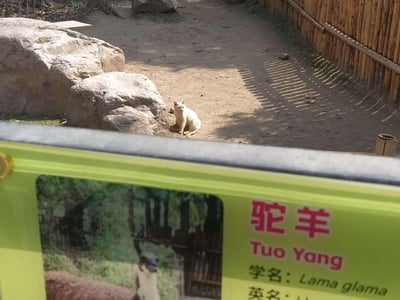 动物园驼羊展区的趣味一幕：前景绿色标牌清晰标注“驼羊（Tuo Yang）学名：Lama glama”，然而标牌后方的围栏内，本该出现的驼羊却被一只悠闲蹲坐的白猫“顶替”。画面中，白猫安静地趴在土黄色地面的岩石旁，背景是木质围栏和散落的石块，形成标牌信息与实际动物的搞笑错位，充满反差萌。