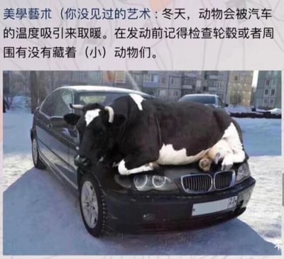 这是一张经过图像合成的趣味提醒类图片，画面展示了在积雪覆盖的户外环境中，一头体型庞大的黑白花奶牛正趴在一辆黑色宝马轿车的引擎盖上，姿态放松，仿佛正借助汽车的余温取暖。图片上方配有一段文字，以“你没见过的艺术”为引子，提醒人们冬天时动物会被汽车的温度吸引来取暖，发动汽车前要检查轮毂或周围是否藏着“小”动物。这里运用了反讽的幽默手法，将体型巨大的奶牛称作“小动物”，用夸张的画面强化了提醒的趣味性，让原本普通的生活提示更具冲击力，更容易被传播和记住。
