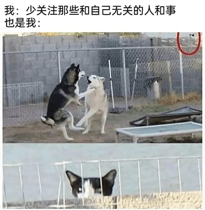 这是一张搞笑吐槽类网络meme，顶部配文为“我：少关注那些和自己无关的人和事 也是我：”，下方拼接了两张实拍图：第一张图里两只哈士奇在围栏围起的院子里站立着互相吠叫打闹，右上角远处的微小身影被红圈标注；第二张图是特写，被圈出的哈士奇正扒在围栏上，探出半个脑袋，眼神专注地围观院内两只同类打架的场面，用这种鲜明反差调侃人嘴上说着不要多管闲事，实则非常热衷于吃瓜、关注无关八卦的矛盾行为。