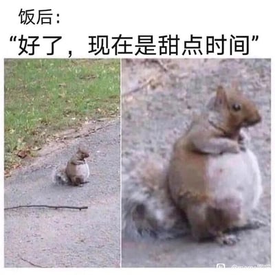 这是一张左右对比的多图拼接静态图，左侧画面中，一只松鼠坐在户外的灰色路面上，肚子处于正常状态，旁边地面还有一根小树枝；右侧画面是这只松鼠的特写，它的肚子变得异常圆鼓，像是进食了大量食物。图片上方配有文字“饭后：‘好了，现在是甜点时间’”，通过松鼠肚子的前后巨大反差，生动调侃了不少人明明刚吃完正餐，却依旧忍不住享用甜点，最后把自己撑得圆滚滚的真实状态，精准戳中吃货管不住嘴的日常，充满趣味性。