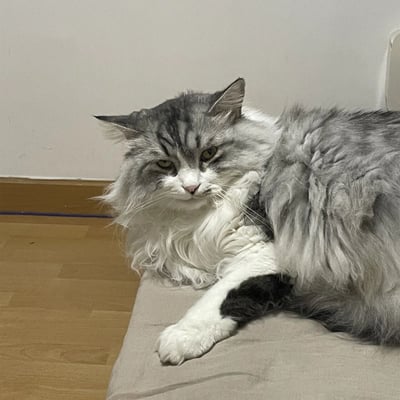 一只灰白相间的长毛猫正趴在米色垫子上休息。猫咪有着浓密的毛发，毛色以灰色为主，带有白色斑纹，脸部表情显得有些严肃，绿色的眼睛注视着前方。背景是简单的白色墙壁和木质地板，整体画面干净整洁，突出了猫咪的形象。
