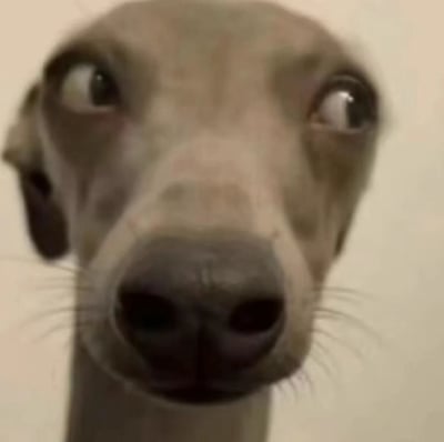 这是一张近距离拍摄的灵缇犬（或同类型细犬）的特写静态图，画面聚焦于狗狗的面部，狗狗双眼向两侧大幅度瞪大，露出较多眼白，瞳孔位置偏移，深色的鼻头凑近镜头，整体神态夸张，充满震惊、错愕的情绪，画面喜感十足，是被广泛使用的表达惊讶、不敢相信情绪的表情包素材。