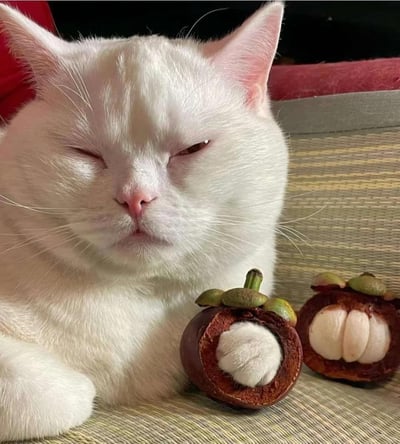 一只通体雪白的猫咪正慵懒地趴卧着，左眼半眯，右眼轻闭，粉粉的鼻头显得格外可爱。它的右前爪轻轻搭在一颗被切开的山竹果上，旁边还放着另一颗同样切开的山竹，露出洁白的果肉。背景中隐约可见条纹状的垫子和红色的物体，整体画面温馨治愈，展现了宠物与食物间的趣味互动。