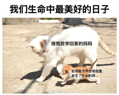 这是一张唤起童年温情回忆的meme图，顶部配有标题“我们生命中最美好的日子”。图中以一只低头迈步的大白猫象征“接我放学回家的妈妈”，一只抬头跟随的小橘猫象征“告诉她今天在学校里发生了什么的我”，生动还原了童年时期，妈妈接孩子放学，孩子一路叽叽喳喳分享校园日常的温馨场景，画面充满治愈感，引发人们对童年亲情时光的怀念与共鸣。