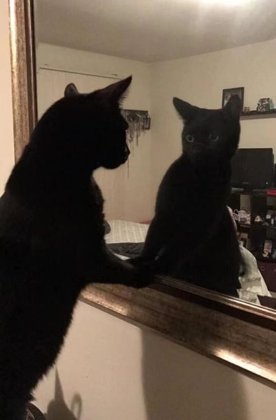 一只纯黑色的猫咪正站在镜子前，好奇地凝视着镜中的自己。猫咪的姿势显得十分专注，一只前爪搭在镜子边缘，身体微微前倾，圆圆的眼睛瞪得大大的，似乎在认真观察自己的倒影。背景中可以看到卧室的部分陈设，包括床铺、书架和电脑显示器，整体氛围温馨而日常。这张照片捕捉到了猫咪可爱的好奇心，展现了宠物日常生活中有趣的瞬间。