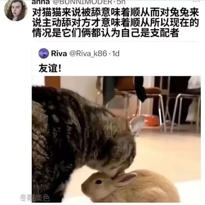 这是一张经过国内用户二次分享的海外社交平台截图，画面主体分为上下两部分。下半部分是真实的动物互动场景：一只深色虎斑猫正低头，用舌头舔舐一只浅棕色兔子的头部，兔子安静地面向猫，呈现出友好的相处状态。上半部分是两条社交平台推文，第一条来自用户Riva@Riva_k86，配文“友谊！”，表达对这对跨物种伙伴互动的感慨；第二条来自用户anna@BUNNIMODER，补充科普了猫和兔子的行为习性差异：猫的社交逻辑里被舔是顺从的表现，而兔子的社交逻辑里主动舔对方才是顺从的表现，因此在这个互动里，猫因为自己主动舔兔子，认为自己是支配者，兔子因为被猫舔，也认为自己是支配者，形成了有趣的误会。图片左下角带有“冬眠茶色”的水印，表明这是经过国内用户处理后分享的内容。