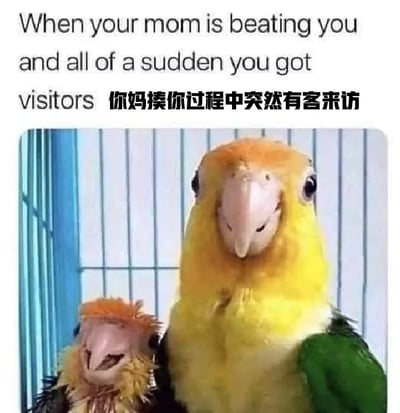 这是一张充满生活共鸣的搞笑梗图，采用图文混排的呈现形式。图上方配有中英文对照的文字“你妈揍你过程中突然有客来访”，下方是两只鹦鹉的实拍照片：体型较小的鹦鹉毛发凌乱，表情带着委屈和局促，仿佛刚经历过“被教训”的状态；体型较大的鹦鹉则神态淡定从容，像是立刻切换了状态的家长。这张图用两只鹦鹉的神态反差，生动还原了现实生活中孩子被家长教训时，突然有客人到访，双方立刻从“教训与被教训”的状态切换到从容状态的真实场景，精准戳中大众的生活记忆，充满搞笑效果和共鸣感。