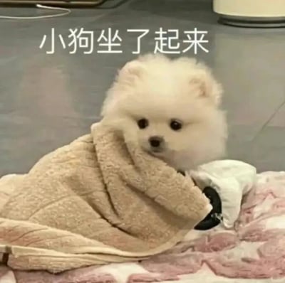 图片中是一只毛茸茸的白色小狗，被米色的毯子包裹着身体，正坐在铺有粉色花纹的毯子上。小狗有着圆圆的黑眼睛，表情呆萌地看向前方，姿态乖巧可爱。图片上方配有文字“小狗坐了起来”，简洁地描述了小狗的动作，整体画面温馨治愈，充满萌感。