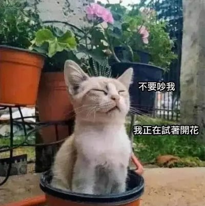 这是一张文字加注的静态单图，画面主体是一只浅米色的小猫，它端坐在橙色的花盆中，闭着双眼，神态放松惬意，仿佛在享受时光。背景里可以看到其他摆放着的盆栽，其中一盆开着粉色的花朵。图中配有拟人化的文字“不要吵我 我正在试着开花”，将小猫比作花盆里的植物，用可爱的拟人手法制造出诙谐有趣的效果，整体风格呆萌治愈，让人觉得暖心又好笑。