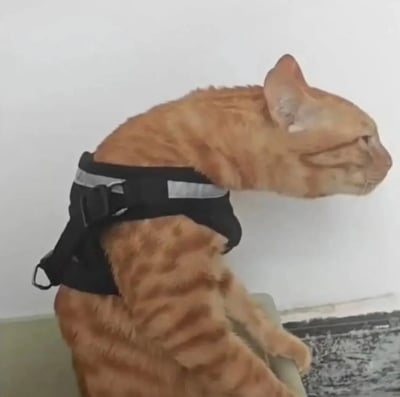 一只橘色虎斑猫戴着黑色带反光条的 harness，正侧脸望向右侧。猫咪表情看起来有些严肃专注，身体微微弓起，背景是纯白色的墙面。这张照片捕捉了猫咪安静观察的瞬间，harness 的存在暗示它可能是一只习惯外出或需要特殊照顾的宠物。