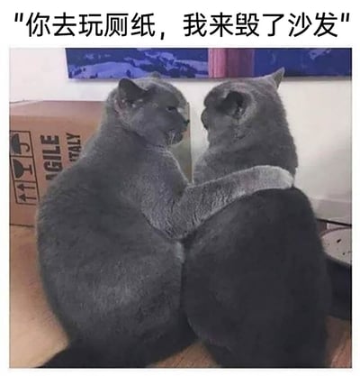 这是一张充满趣味的静态宠物图片，画面中两只灰色蓝猫紧挨在一起，左侧的蓝猫用前肢搂住右侧蓝猫，姿态如同人类在密谋事情一般。图片顶部配有拟人化的搞笑文字“你去玩厕纸，我来毁了沙发”，模拟两只猫咪商量分工拆家的场景，生动调侃了猫咪爱搞破坏、拆家的天性。背景中还能看到带有运输标识的纸箱，增添了生活化的氛围，整体风格诙谐幽默，容易引发宠物主人的共鸣。