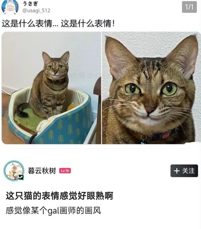 这是一张社交媒体截图，由左右两张照片拼接而成，展示了一只虎斑猫的诡异“假笑”表情。
左边是猫咪坐在带有树木图案的蓝色猫窝中的全身照，右边是近距离特写，猫咪嘴角上扬、眼神略带呆滞，这个表情撞脸GAL游戏里的角色画风，引发网友吐槽，充满搞笑感。