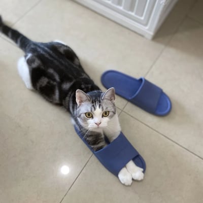 一只灰白相间的猫咪正趴在浅色瓷砖地板上，它的一只前爪伸进了一只蓝色拖鞋里，另一只拖鞋则放在旁边。猫咪有着黄色的眼睛，正直勾勾地盯着镜头，表情看起来有些好奇又带点无辜。