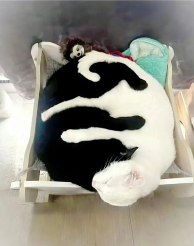 一只黑白相间的猫咪蜷缩在一个小型木制宠物床上熟睡，身体呈现出舒适的圆形。猫咪的眼睛紧闭，表情安详，头部靠在床沿。床上还放有一个棕色的小猴子毛绒玩具和一块浅绿色的毯子。整个场景温馨治愈，展现了宠物舒适睡眠的可爱瞬间。
