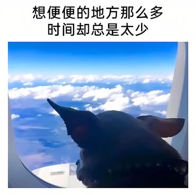 图片上方有黑色文字“想便便的地方那么多 时间却总是太少”，下方是一张黑猫从飞机舷窗向外眺望的照片。黑猫的背部和耳朵清晰可见，窗外是广阔的蓝天和层层叠叠的白云，景色开阔宁静。文字内容以幽默的方式表达了一种日常烦恼——渴望做某事（此处用“想便便的地方”夸张化）的愿望很多，但时间总是不够用，与猫咪平静看风景的画面形成有趣对比，营造出轻松搞笑的氛围。