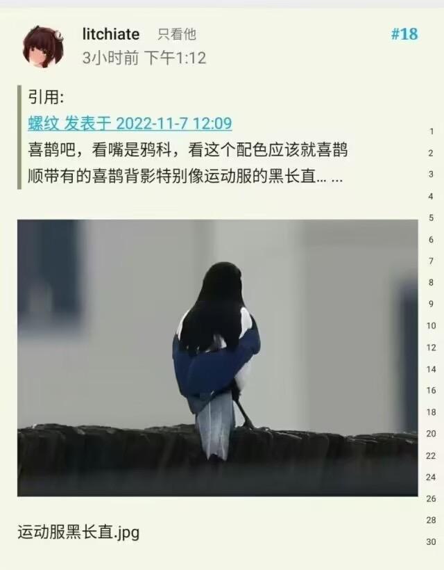 喜鹊