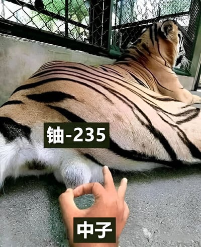 图片中一只体型圆润的老虎正侧卧在动物园的围栏内，背部朝向镜头，条纹清晰可见。一只手从下方伸出，对着老虎的尾部做出OK手势。图片上叠加了两处文字：老虎背部偏左侧标注“铀-235”，手部附近标注“中子”。这张图通过幽默的方式类比了核物理中的铀-235裂变反应——当中子撞击铀-235原子核时会引发裂变，此处用老虎的“胖”形象夸张表现这一过程。