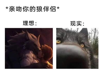 这是一张左右对比的搞笑梗图，顶部标注文字“*亲吻你的狼伴侣*”，将“理想”与“现实”的场景进行强烈反差呈现。左侧“理想”板块是兽人向二次元创作画面：一只外形帅气、充满力量感的拟人化狼，正温柔地拥抱着人类，二者亲昵亲吻，氛围浪漫甜蜜，契合了兽人文化中对兽人伴侣的浪漫幻想；右侧“现实”板块是真实的动物摄影画面：一只狼将湿漉漉的大鼻子直接凑近镜头，眼神好奇，打破了幻想中的浪漫感，用荒诞的现实场景调侃了幻想与现实的巨大落差，制造出搞笑的效果。